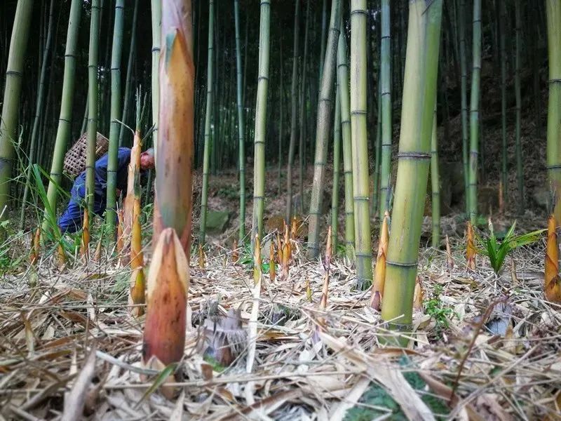 四月天山上春笋鲜,人间四月天春笋鲜