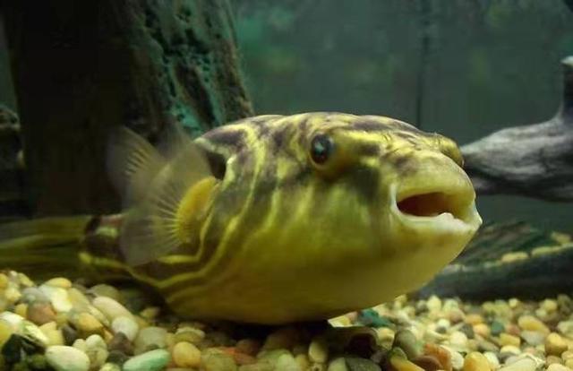 鱼缸硝化细菌都死亡了怎么办,鱼缸中的硝化细菌怎么产生的