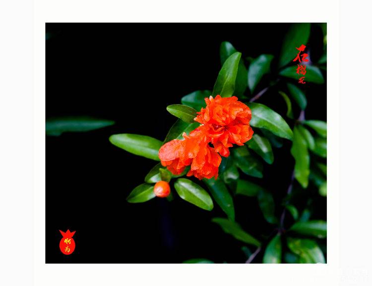 石榴花古诗词唯美,石榴花古诗词