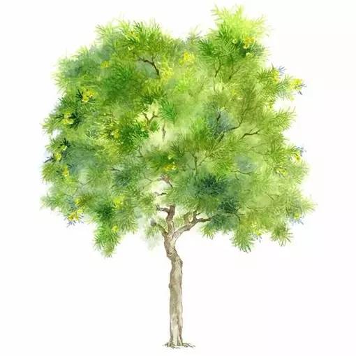 十种不同树叶的画法,五种不同树木的画法简单的