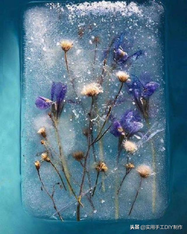 鲜花摄影作品欣赏,高清鲜花美图