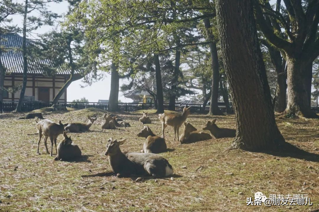 日本大阪京都自由行攻略大全,大阪京都奈良旅游攻略自由行