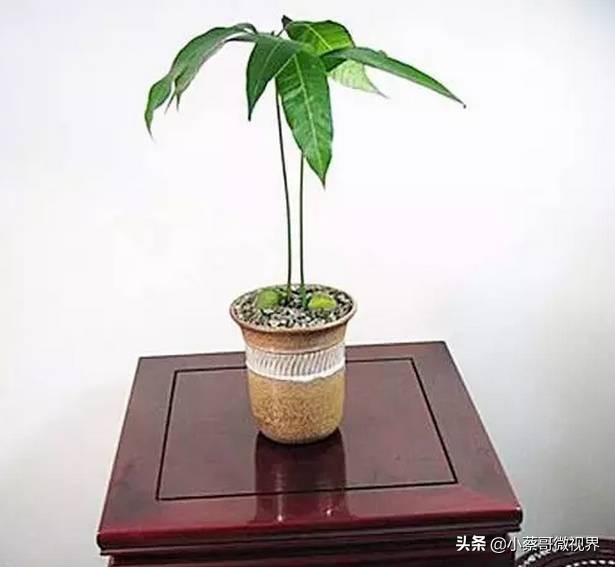 吃完的水果种子不要丢,吃完水果果核别扔