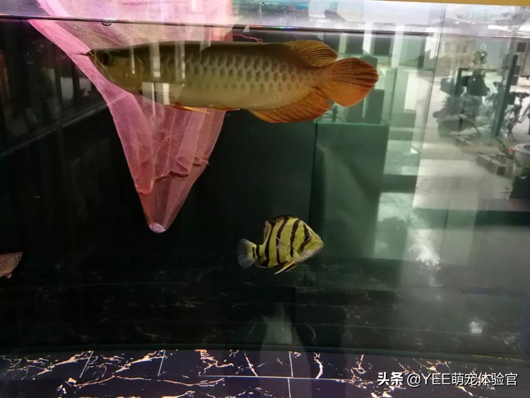 养泰国虎鱼水里用加盐吗,养泰北虎需要加盐吗