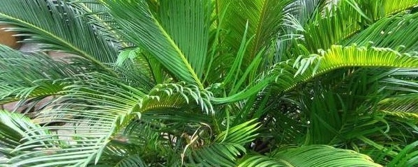 铁树叶子发黄是怎么回事,龙血铁树叶子发黄怎么办