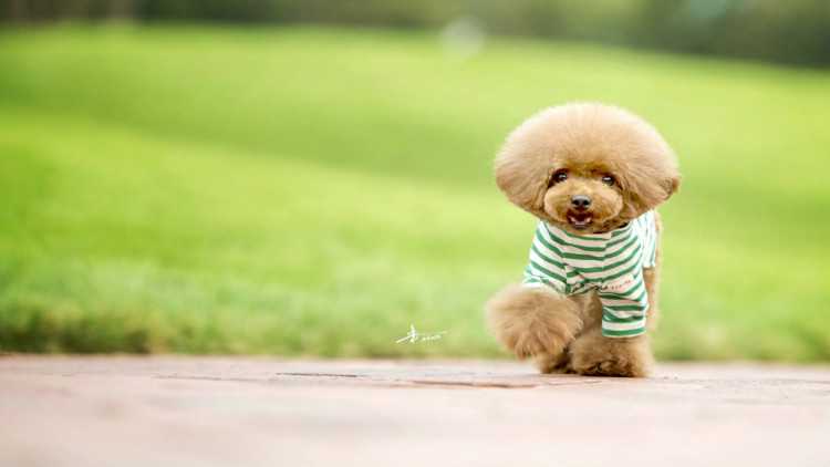 你不知道的狗都有哪些,泰迪狗狗来月经怎么护理