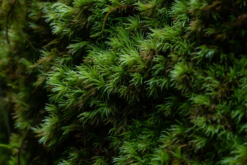 苔藓生活在阴暗潮湿的环境中,苔藓岁月