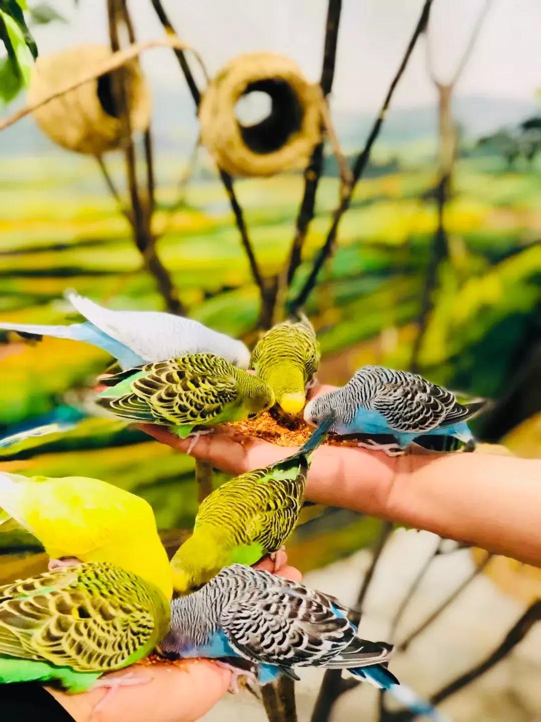 郑州奥林匹克公园萌宠乐园,郑州萌宠乐园长什么样子