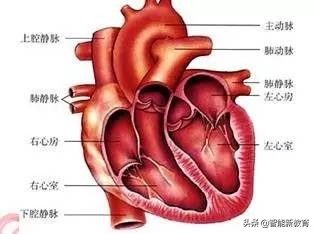 七年级生物下册期末考试知识点,七年级下册生物月考复习提纲