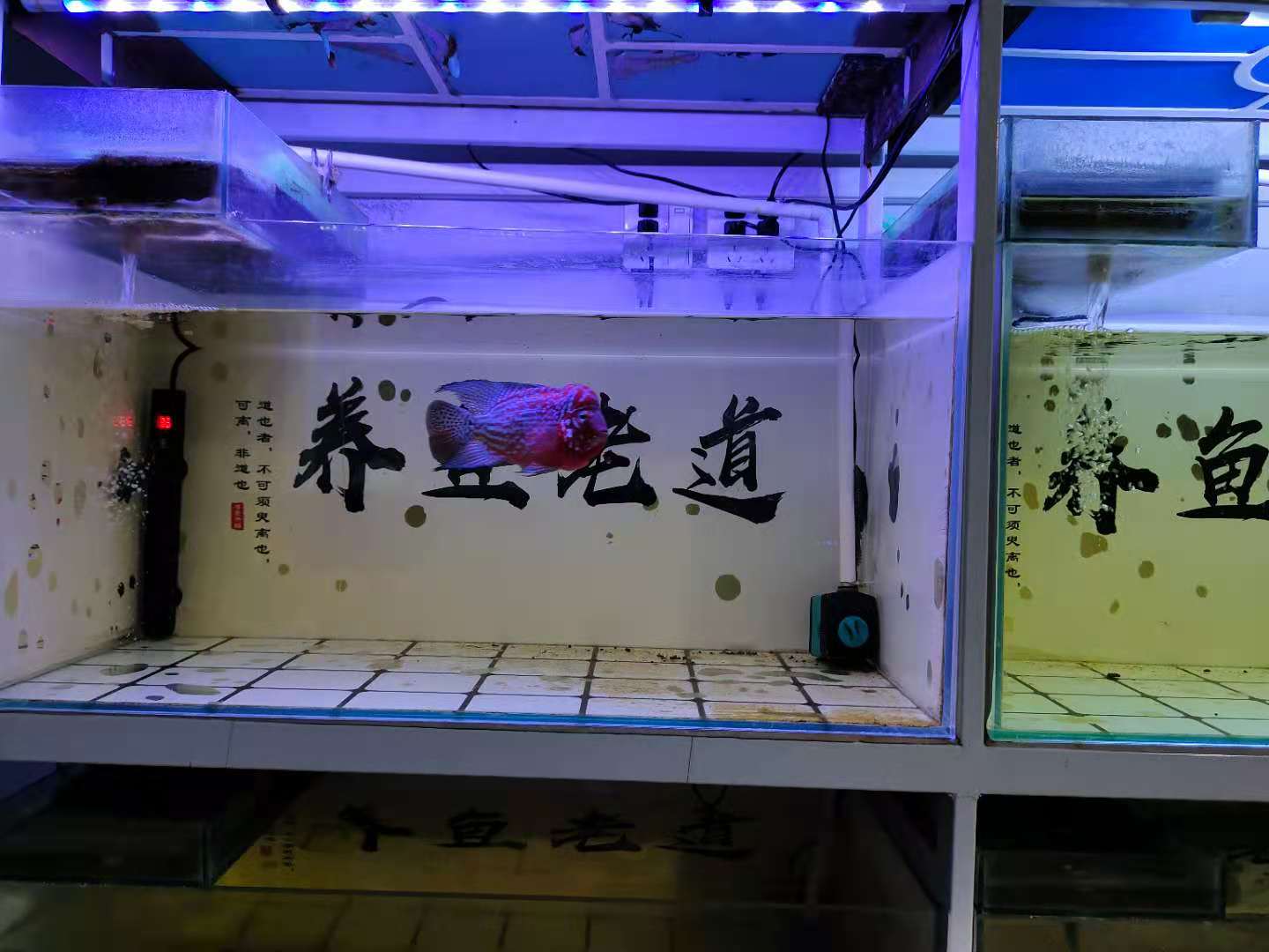 鱼缸鸭嘴里有气泡怎么回事,鱼缸出水鸭嘴突然有气泡