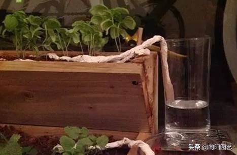 出差自制浇水神器,出外旅游自制浇花神器