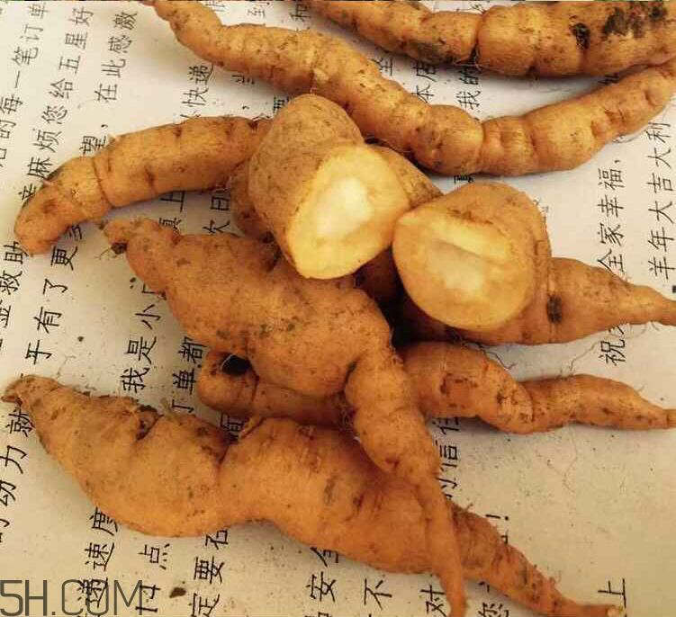 鲜地黄是什么,中药材鲜地黄