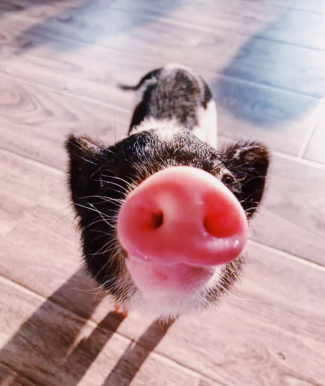 2019宠物排名,2022宠物排行榜