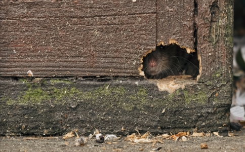 高层家里进了老鼠怎么抓,高层房屋老鼠如何进入吊顶之中