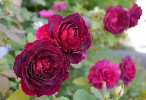 每天学习一点点——100种玫瑰品种科普