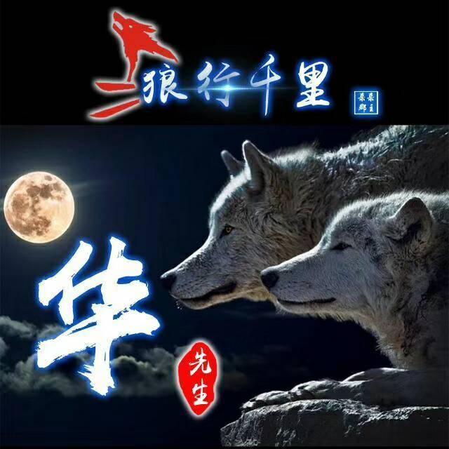 狼励志微信头像,狼的微信头像励志