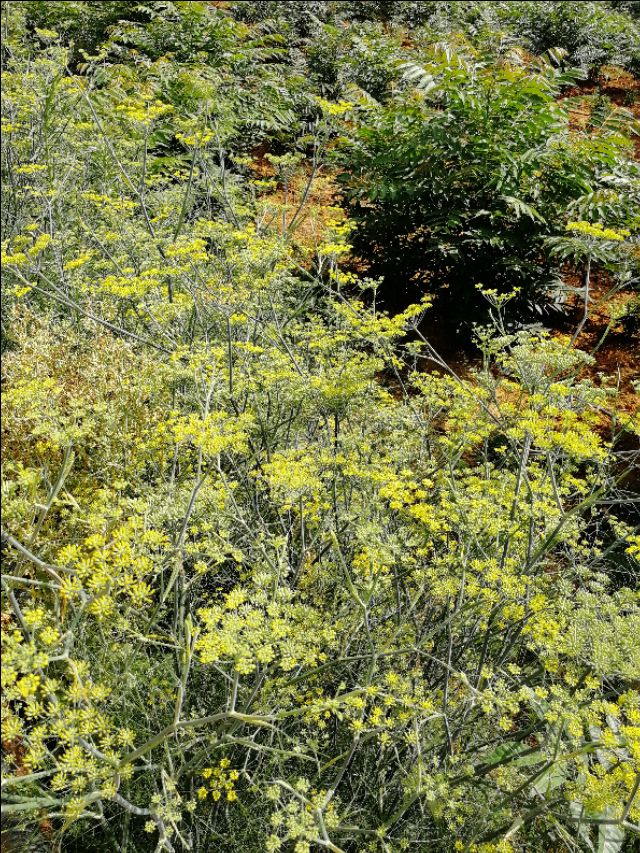 五月怎么在乡下找猫,五月的乡下