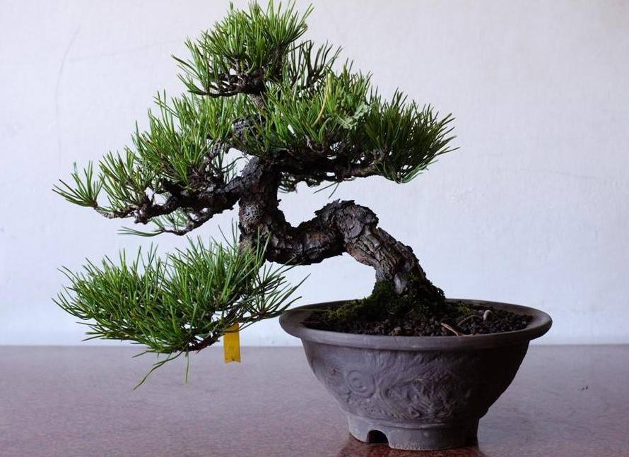 初学入门养花养什么植物,新手不懂的浇水方法