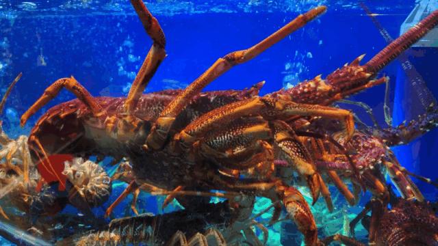 兰州好吃又实惠的海鲜,兰州值得推荐海鲜店