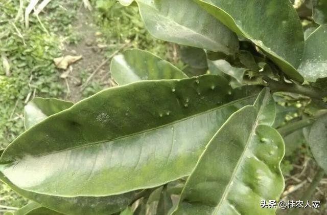 这个病害如果预防不到位，会对今年柑橘的产量和品质带来很大影响
