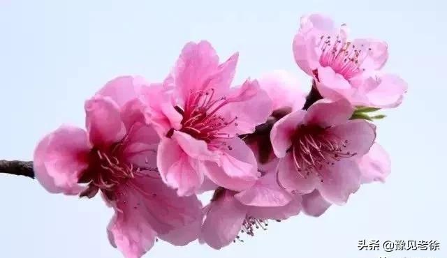 南阳赏花最佳地点,南阳春天赏花的地方有哪些推荐