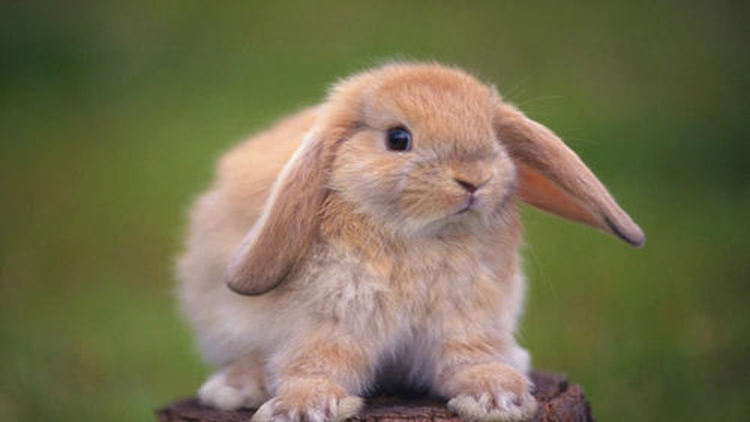 最全5种金属探测仪,小兔子探测仪