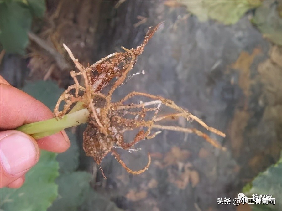 根腐死棵烂苗怎么补救,根腐枯萎病怎么处理