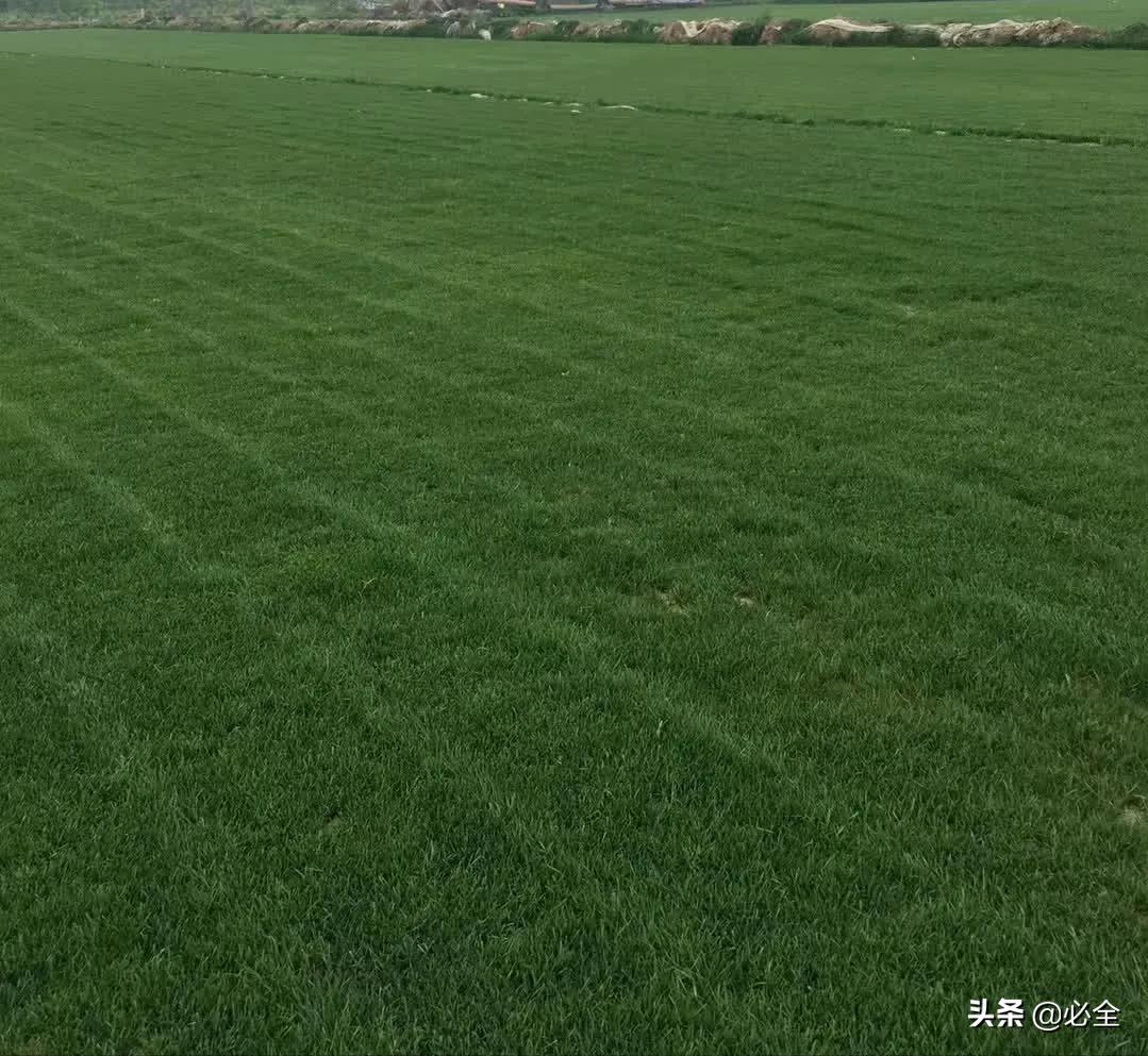 混播草坪如何保证四季常青,混播草坪有哪些品种