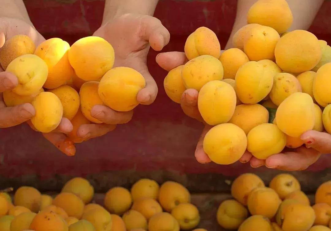 杏是一种什么水果,杏是热带水果么