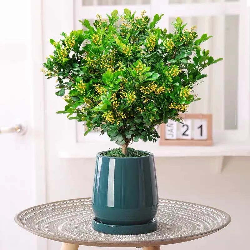 冬天室内怎样养米兰,春季怎么养护米兰能多开花