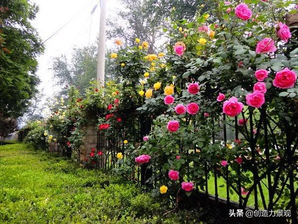 三种最旺家的爬藤植物,最好种的爬藤植物