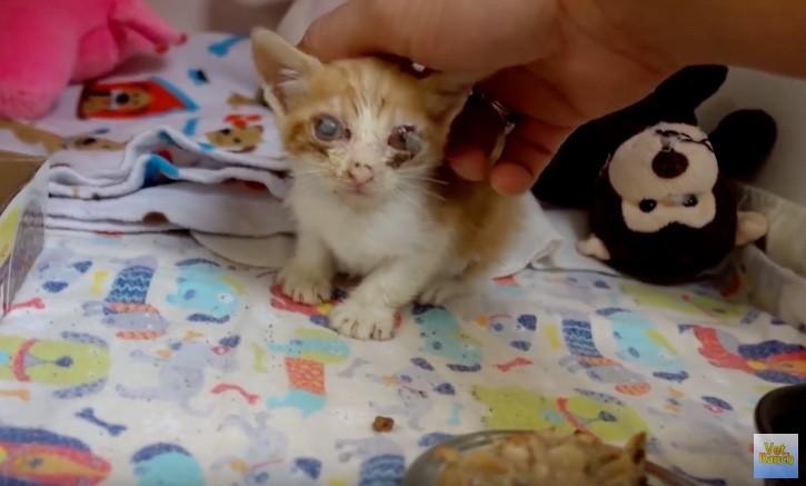 猫咪眼睛受伤严重可以自愈么,猫咪眼睛红肿泪痕严重