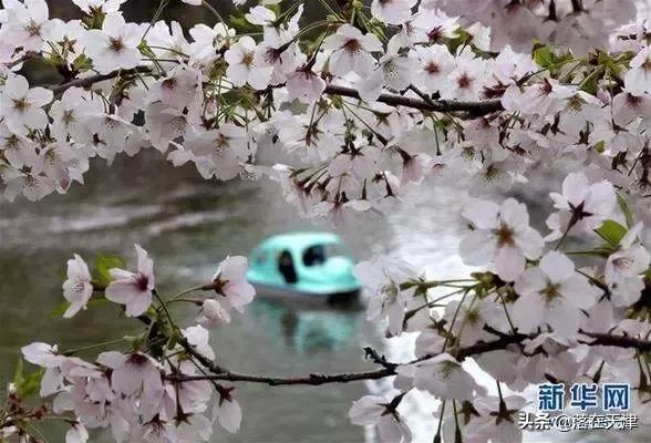 天津桃花堤开放吗,天津桃花堤桃花什么时间开花