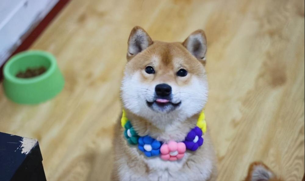 柴犬总是不吃狗粮怎么办,柴犬挑食的最佳治疗方法