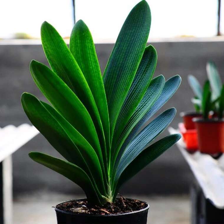 君子兰烂根怎么处理用多菌灵,君子兰烂根如何在家就能处理