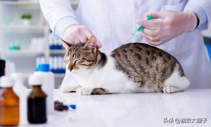 有泰迪养猫需要注意什么,贫民窟女孩养猫注意事项