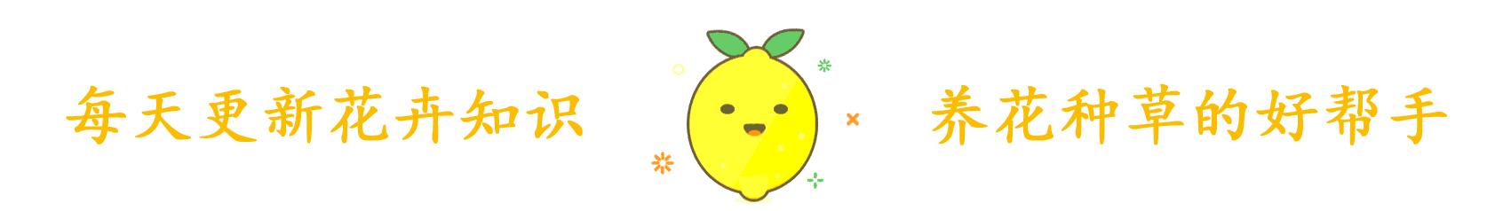 这花一年四季都能开,春节过后这些花很耐养