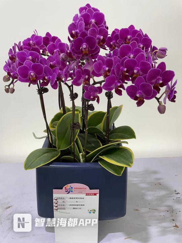 福建表现亮眼!新品种“兰花金边咖啡”获花博会特别大奖