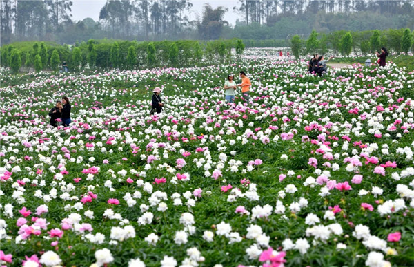 集凤镇芍药花节,彭山芍药花节