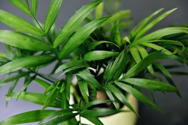 袖珍椰子最佳观赏期,阳台袖珍椰子