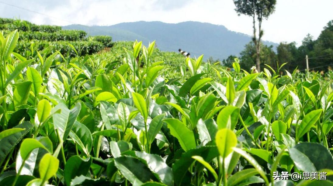 洗面奶怎么选成分,如何根据成分选洗面奶