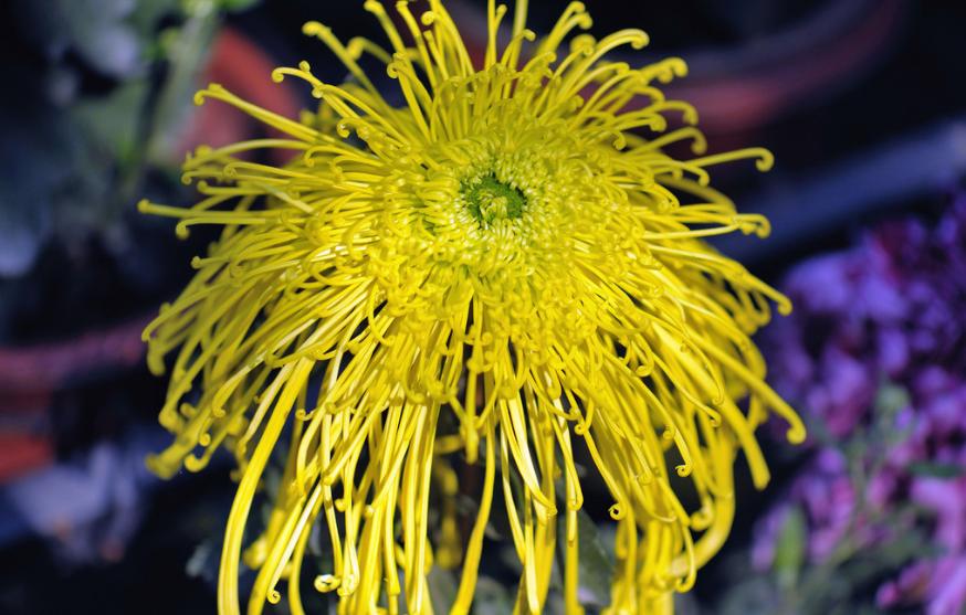 关于重阳赏菊花现代诗句,秋夜里赏菊花唯美诗句