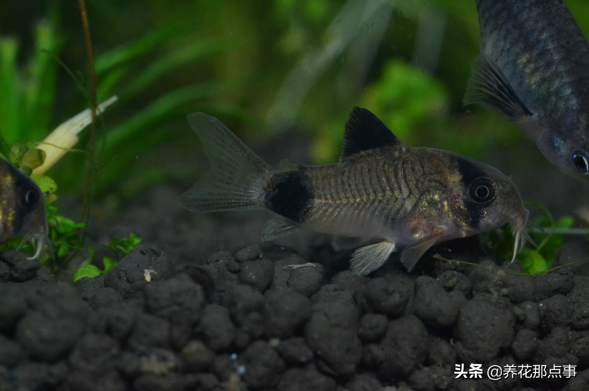 热带鱼生态鱼缸,热带鱼生态鱼缸养殖必备条件