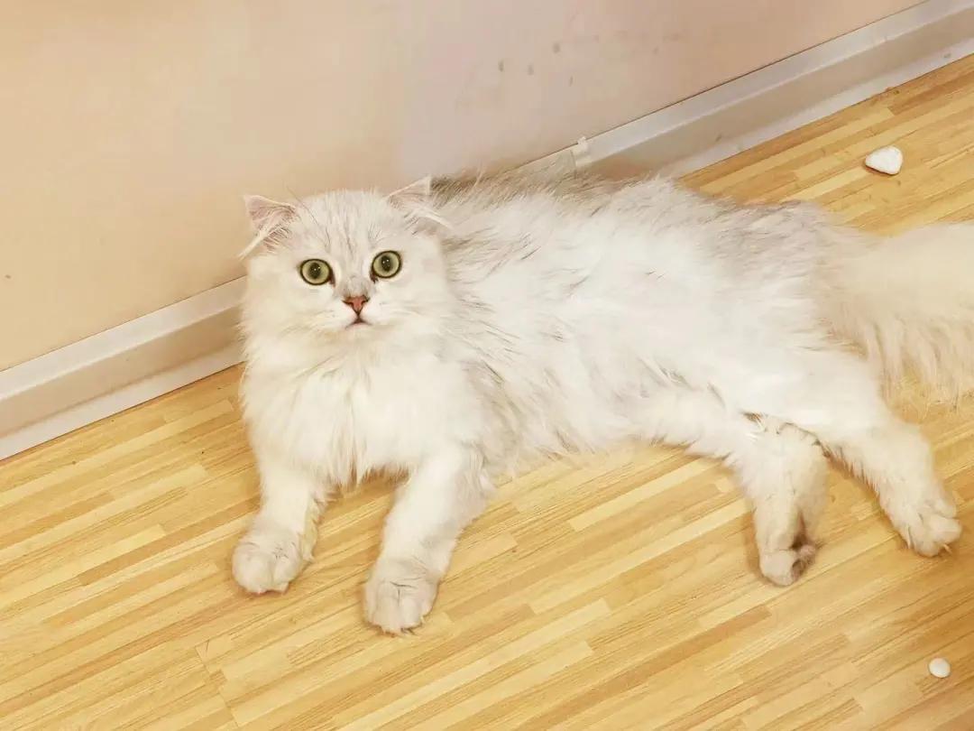 你还在躺平吗？喵星人都出来打工啦