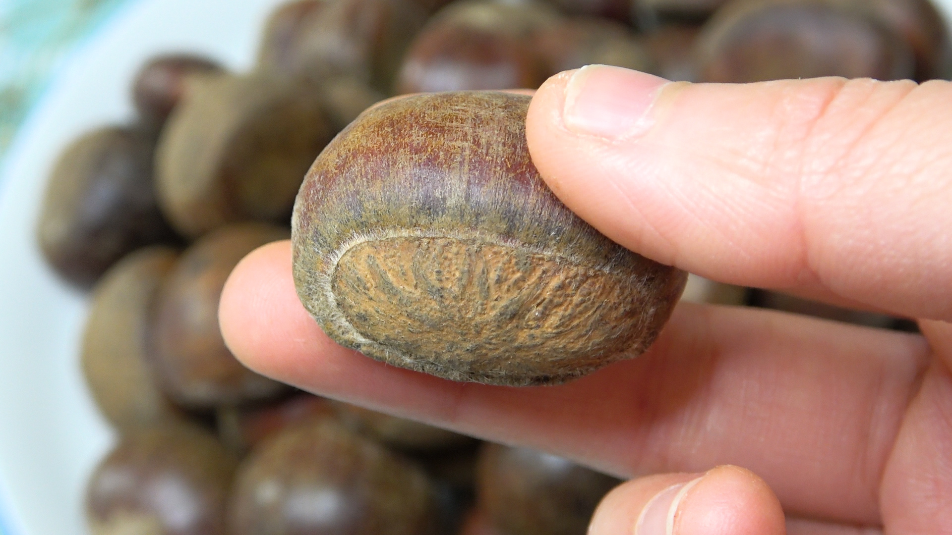 买板栗要带壳还是不带壳,买板栗挑扁的还是圆的