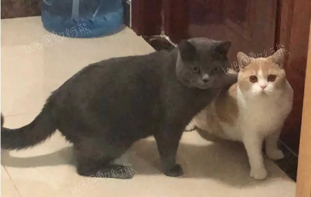 猫是只好猫，但被网友这么一弄…哈哈哈哈哈没脸见人了