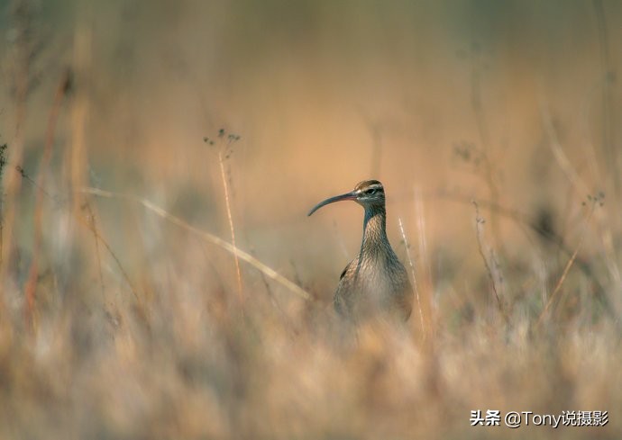 鸟类的拍摄技巧,鸟类摄影要掌握这些技巧知识