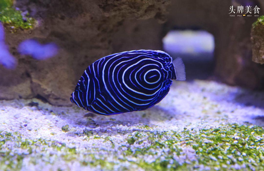 绚丽珊瑚海300+种海底生物，火爆盆友圈的网红打卡圣地就在中山路