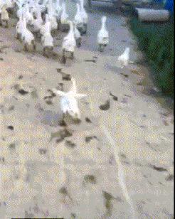 搞笑gif妹子的内心是崩溃的,搞笑gif妹子原来是个逗比