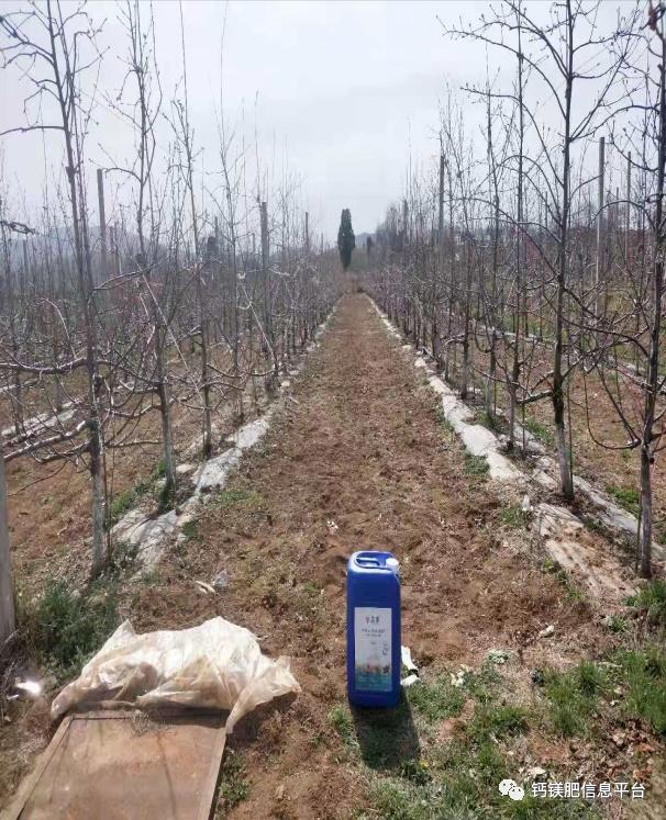 2021河南灵宝苹果硝基钙镁液体肥试验示范开启